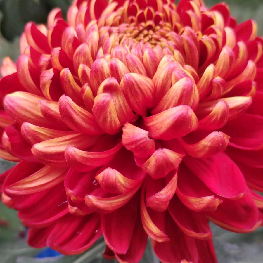 （flower）