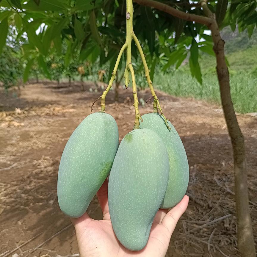 李( ˘ᵕ˘ ) 梅（拒绝连赞）