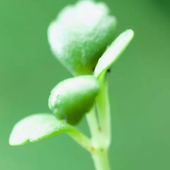 神仙哥(每：天晚上8:10开播)