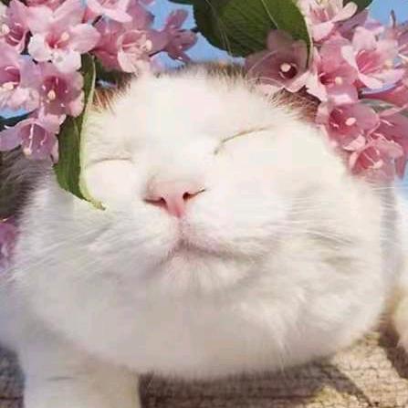 向日葵🌻家的猫