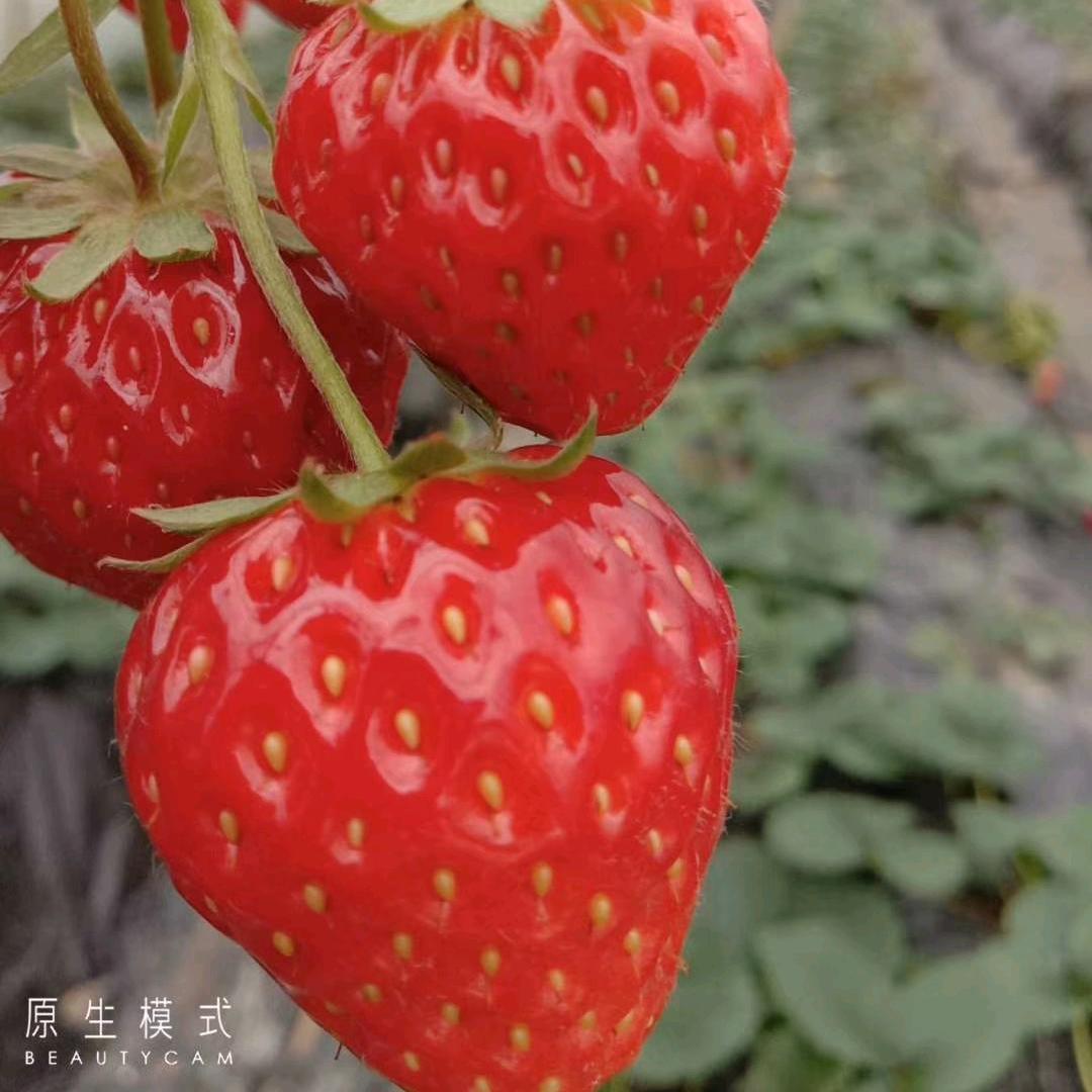 宇航草莓火龙果园