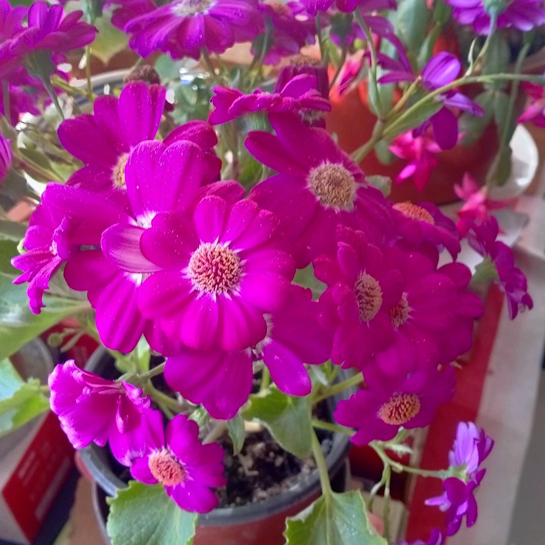 梦想成真YJG，拒私聊！