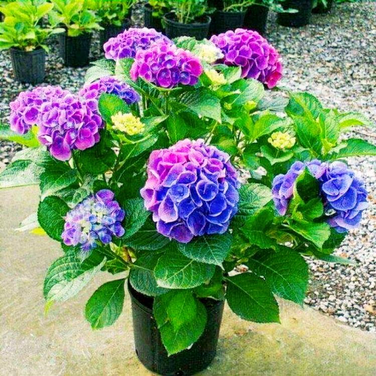 安心静气