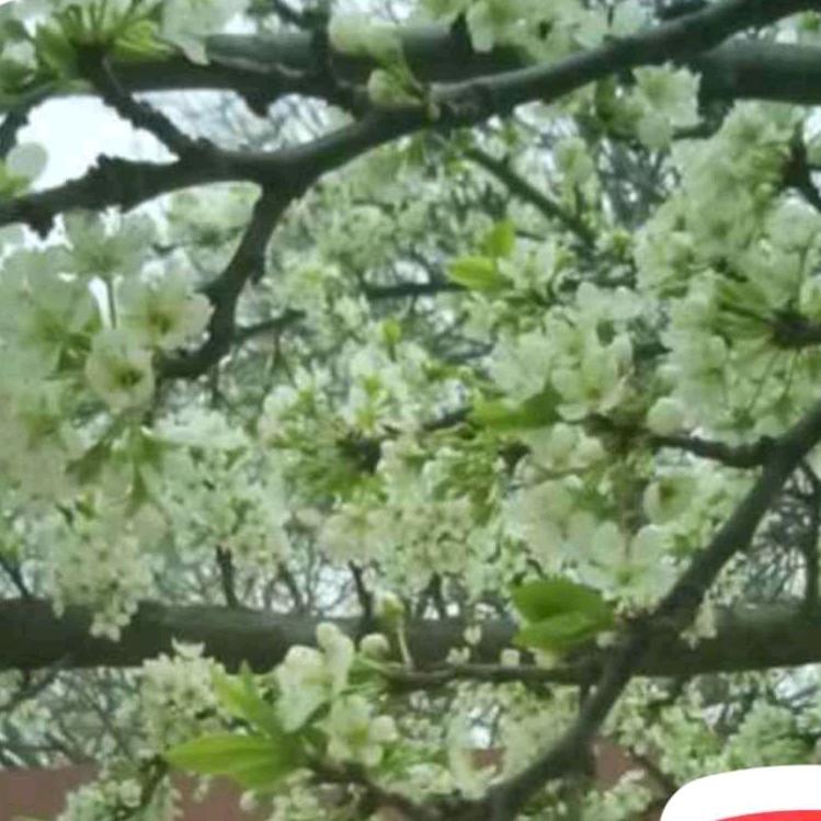 划地为牢（中医医案分享）