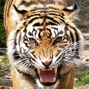 幸福的大家庭🦋小林。