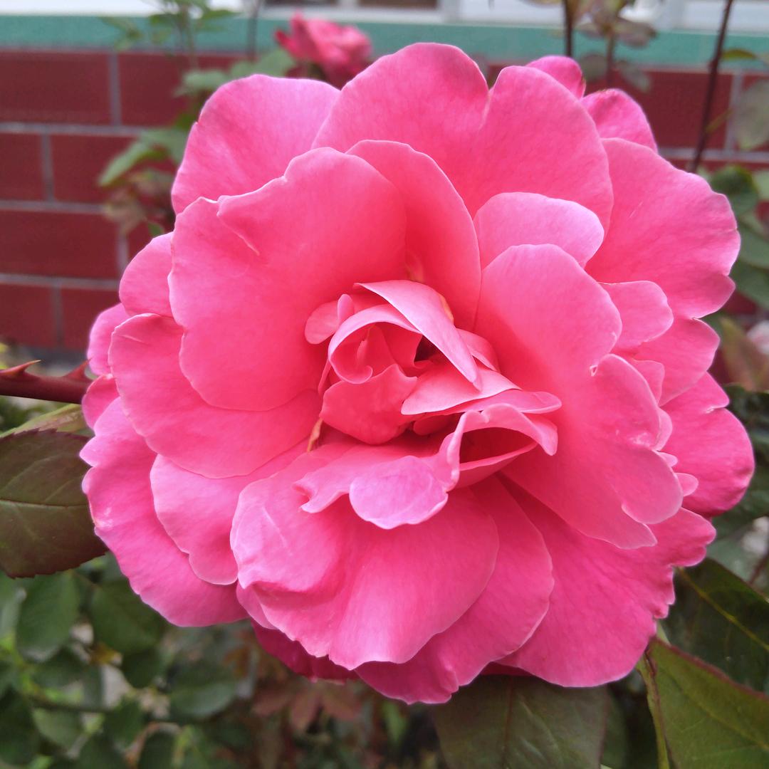山东临沂，老贾