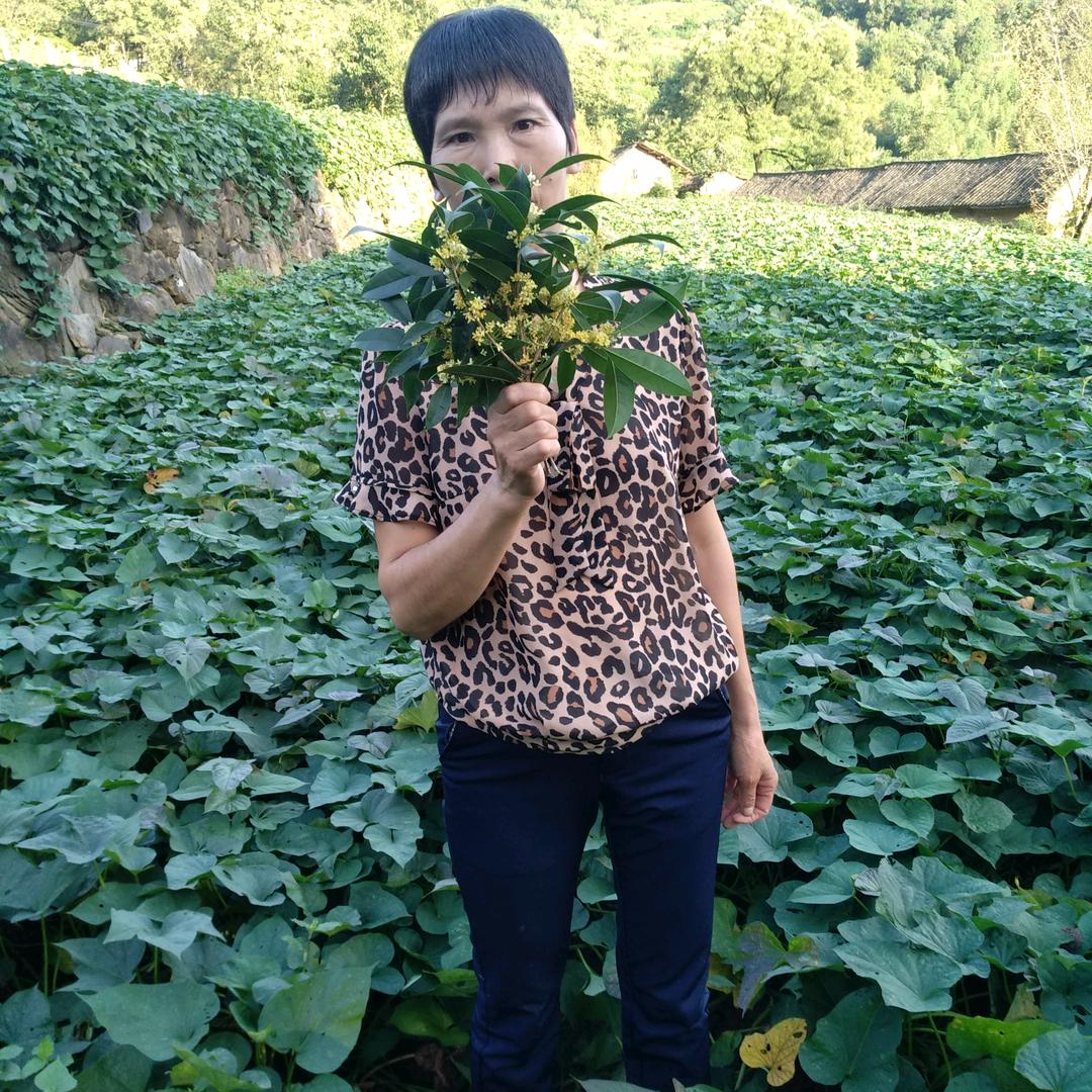 粉丝儿