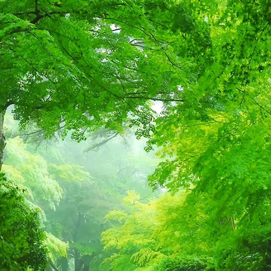 🧙‍♀️平哥我是（83年的🐷）