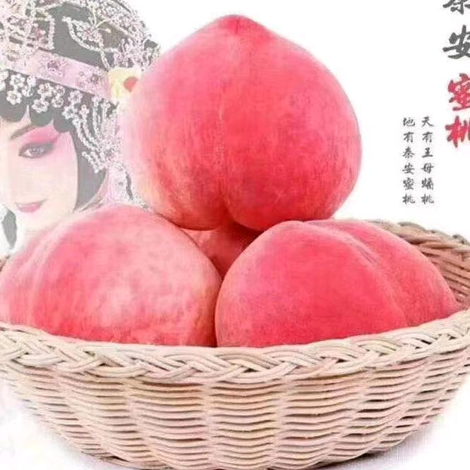 周公子