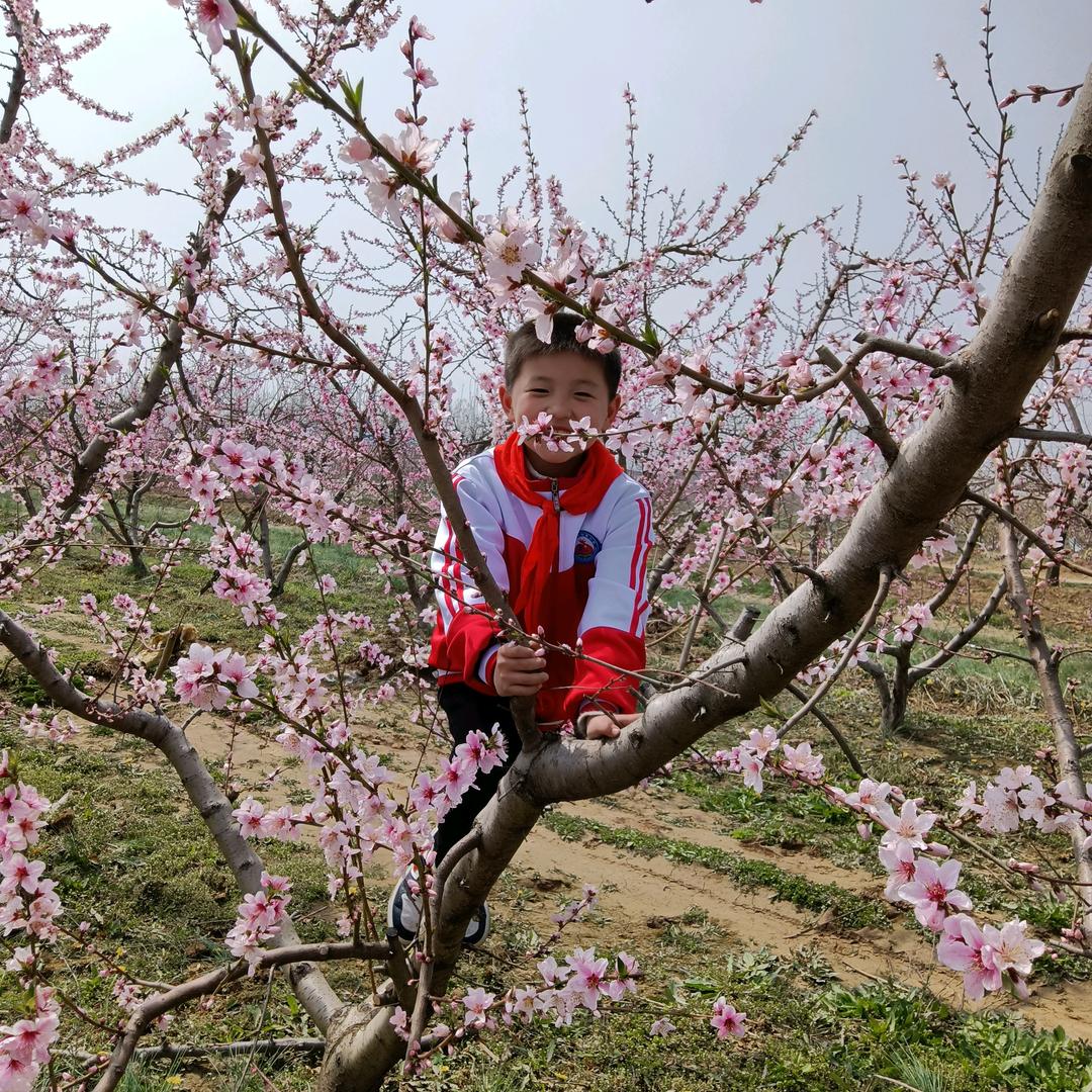 红樱桃、红香酥种植园