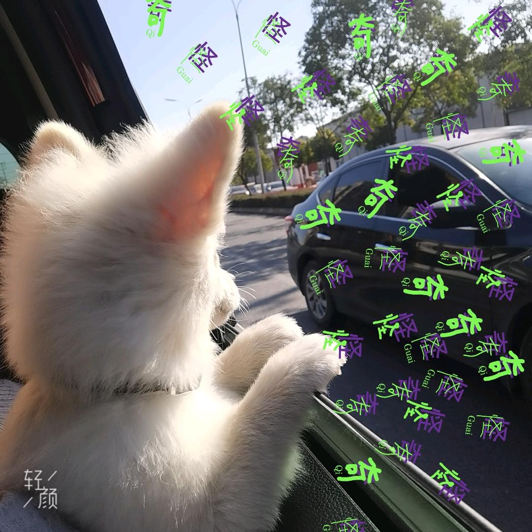 笨笨