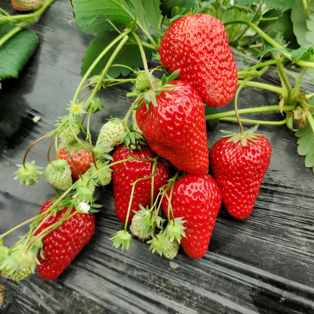 杨庄草莓采摘园