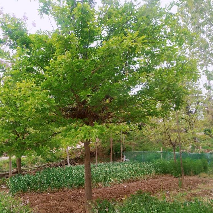 平安乐