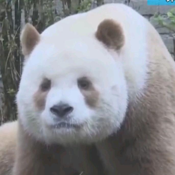 比国宝🐼还可爱的可爱精