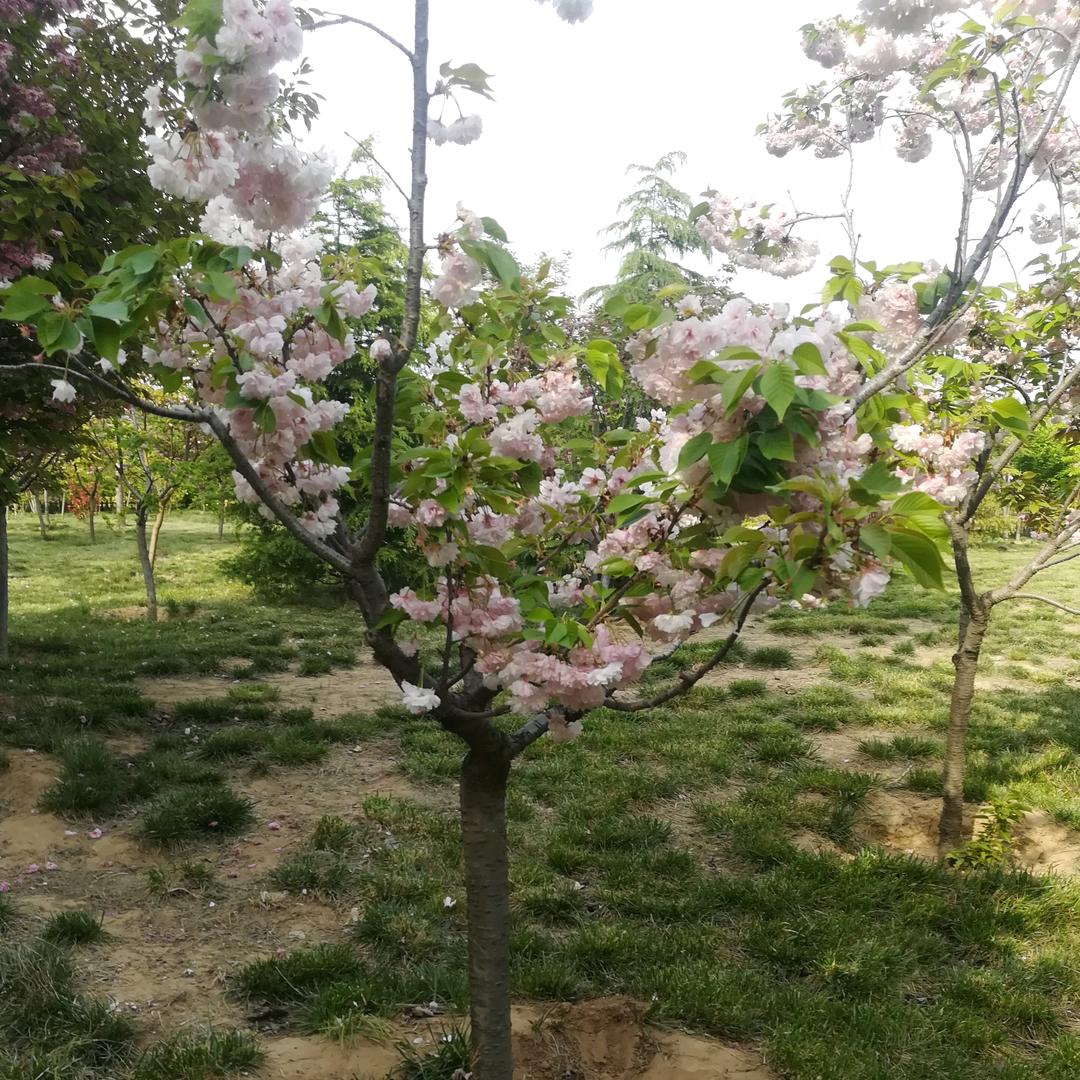 源来凯始玺欢你