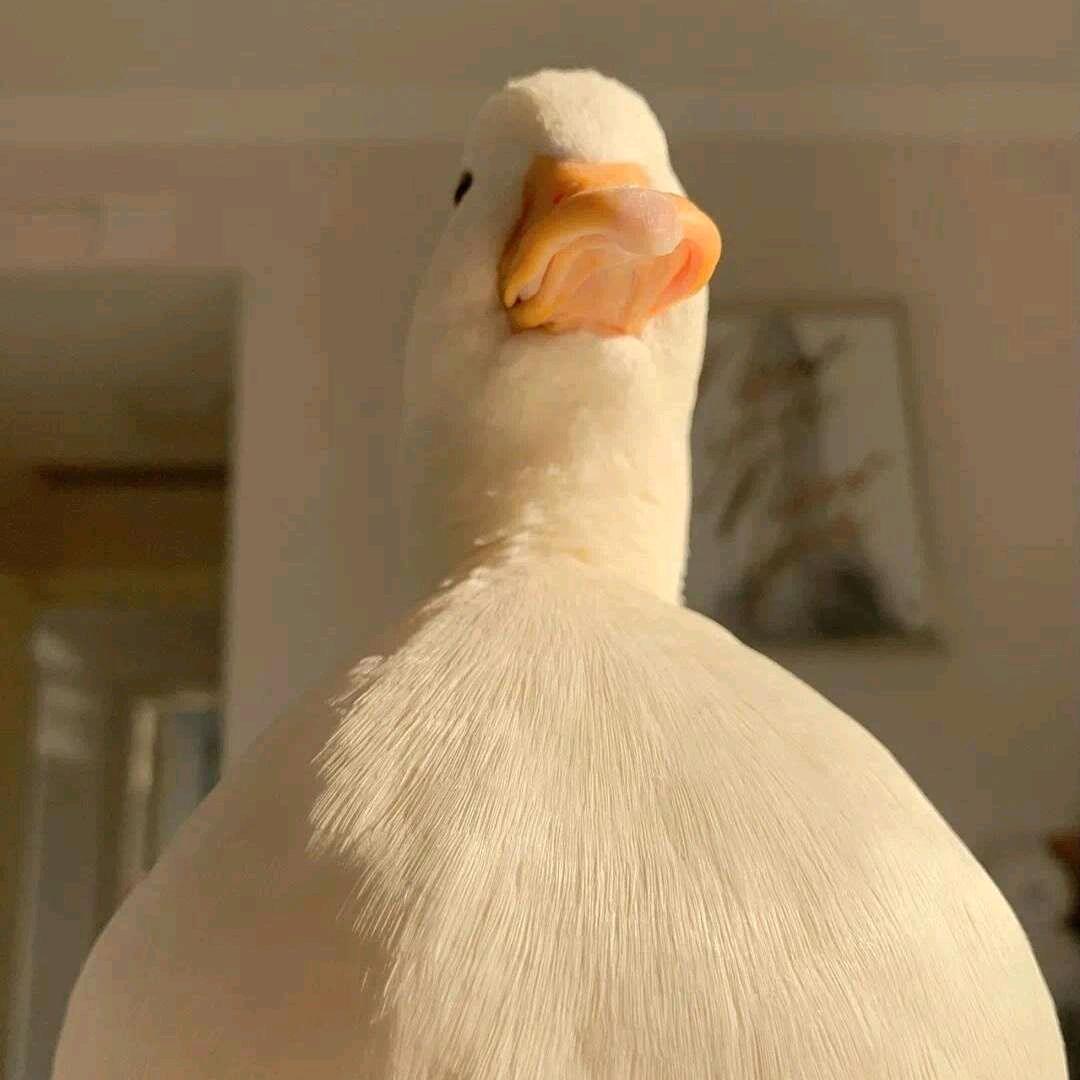 牛鼻子👃