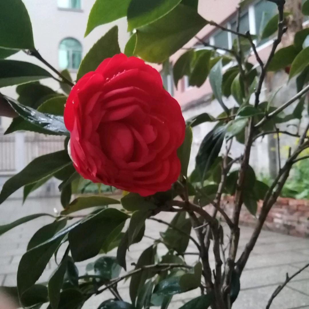 阳光