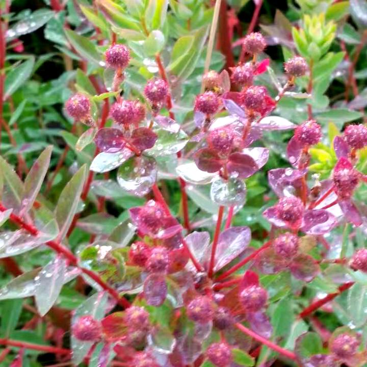 🌈🌈花会开🌺🌸🌻