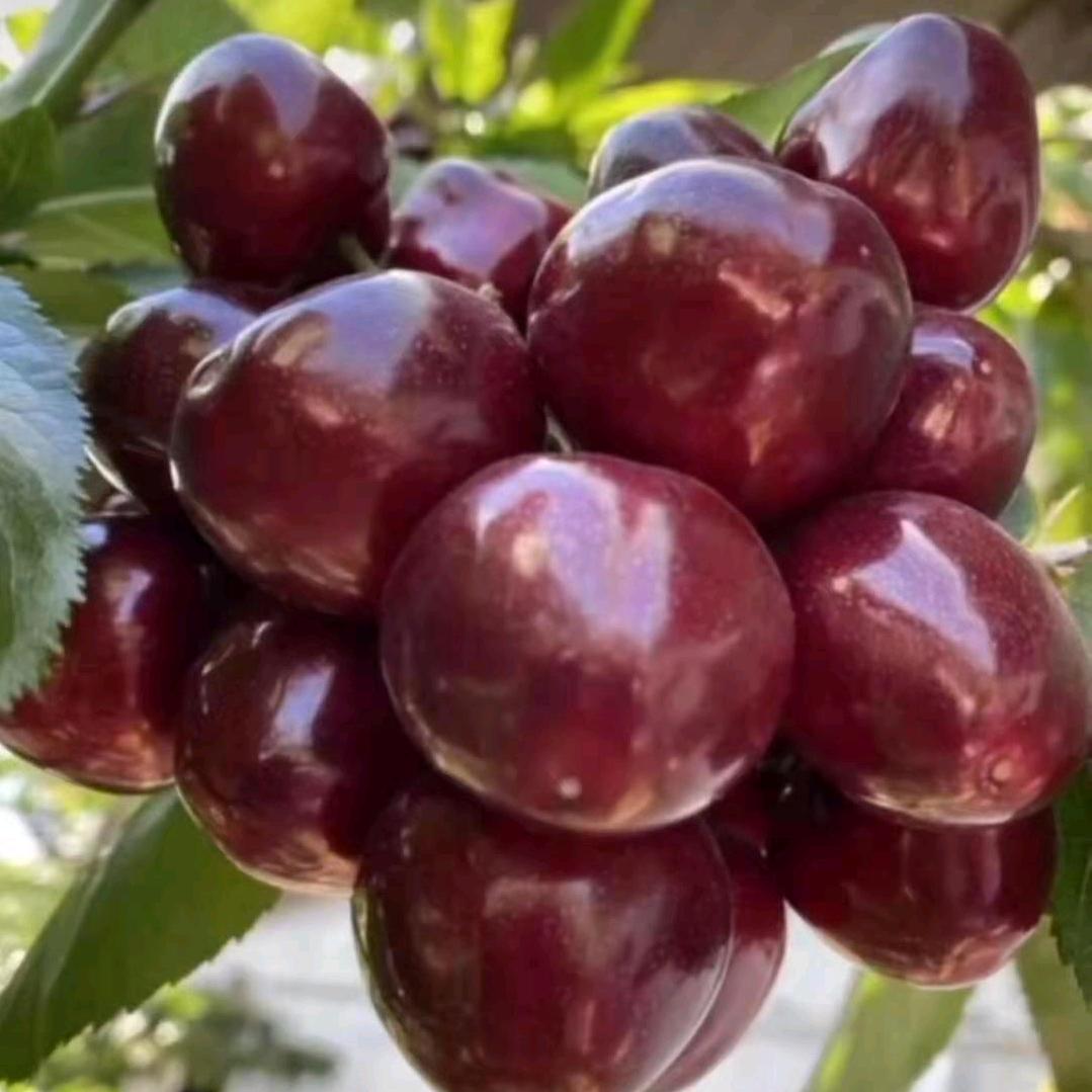 绿野大樱桃采摘园🍒🍒🍒