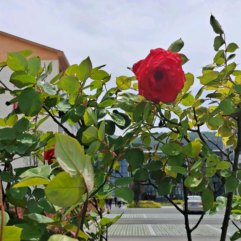 摄影师（本人承接各种红白喜事摄影）