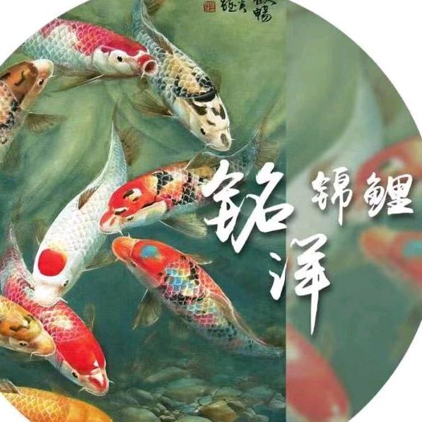 铭洋锦鲤