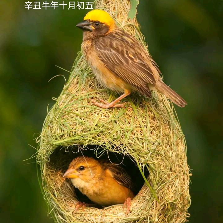 禹风