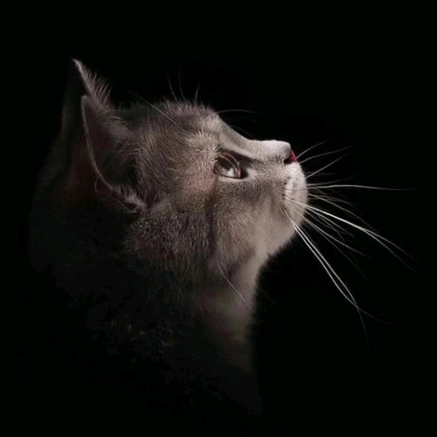 丹增