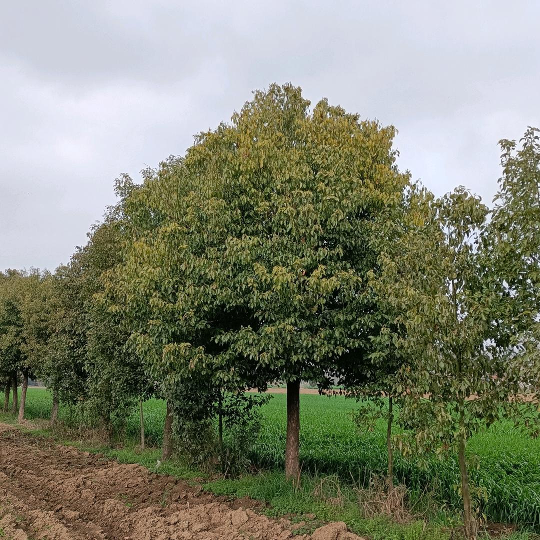 新野县老朱黑松基地