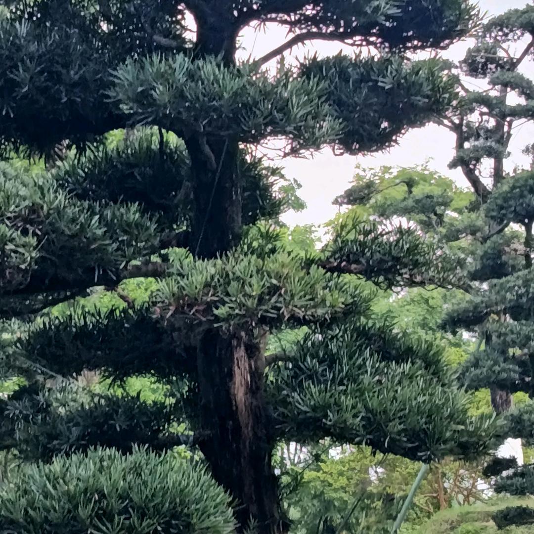 雄鹰的翅膀