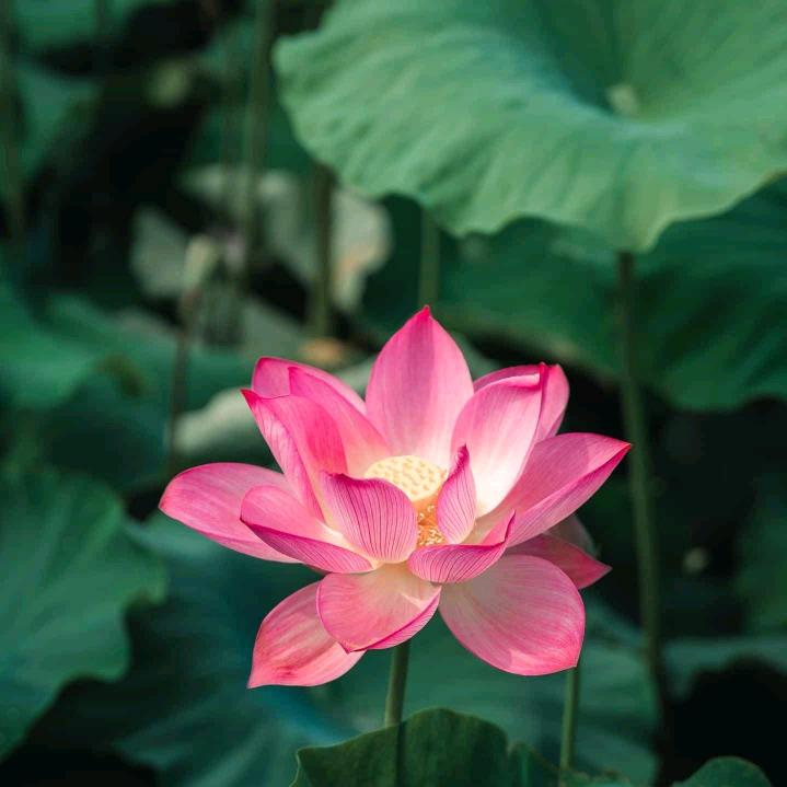 珂