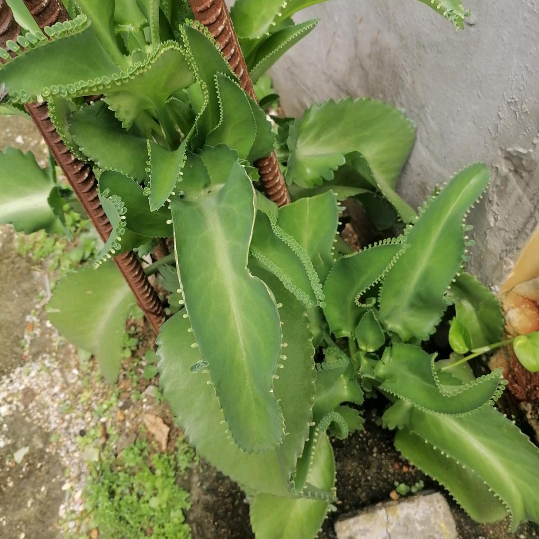 戽斗担东