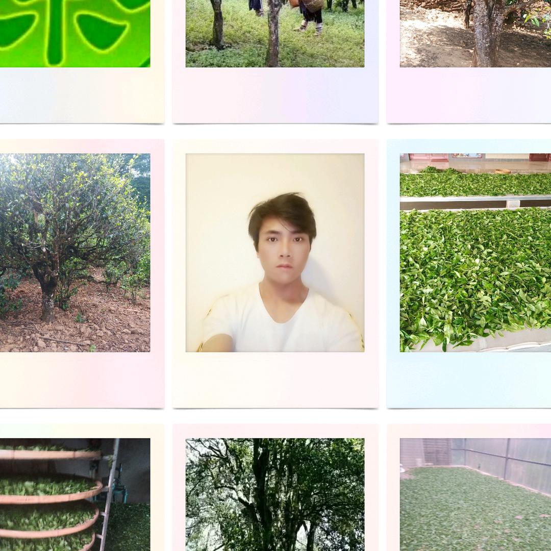 普洱茶磨烈茶懂过茶大雪山茶绿水塘