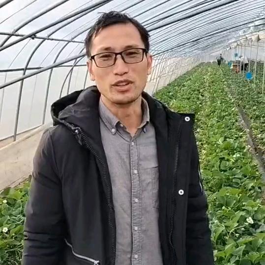 老陈草莓种植平台_果满田农业