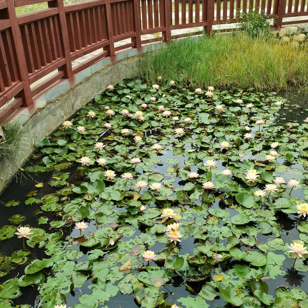 明天的彩虹