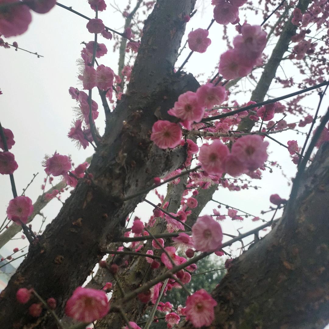 毛*