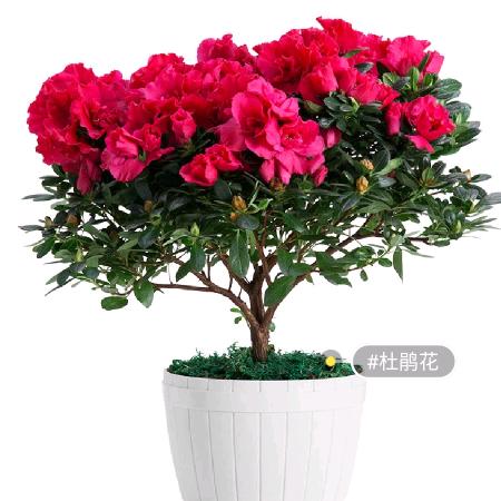 无水浪花