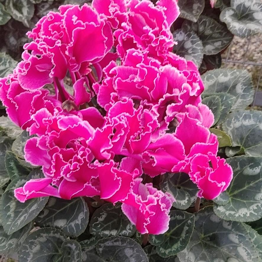 正蕾花卉仙客来