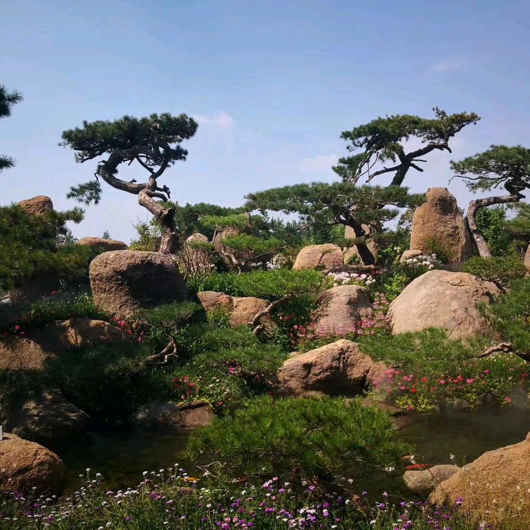 莱芜梓源造型黑松