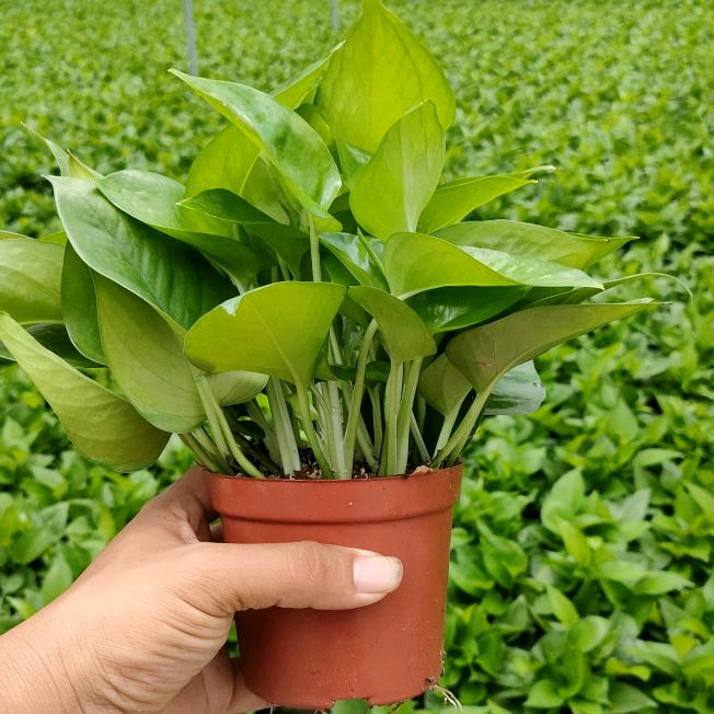 Tan毅灵子绿植甄选