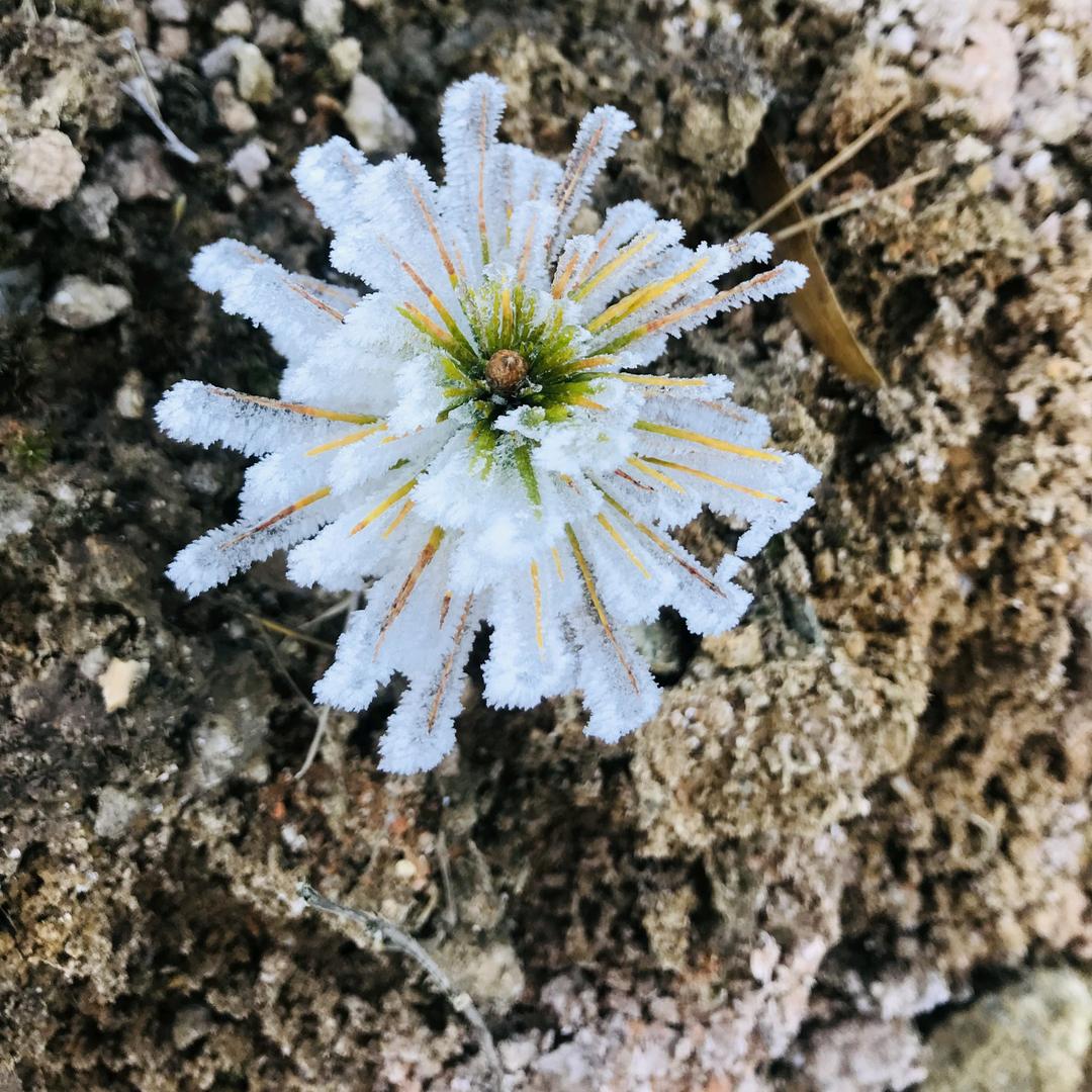 花间堂绿植