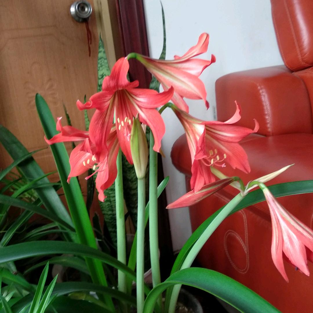 小格