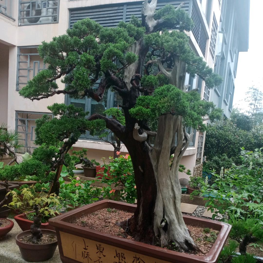 之景