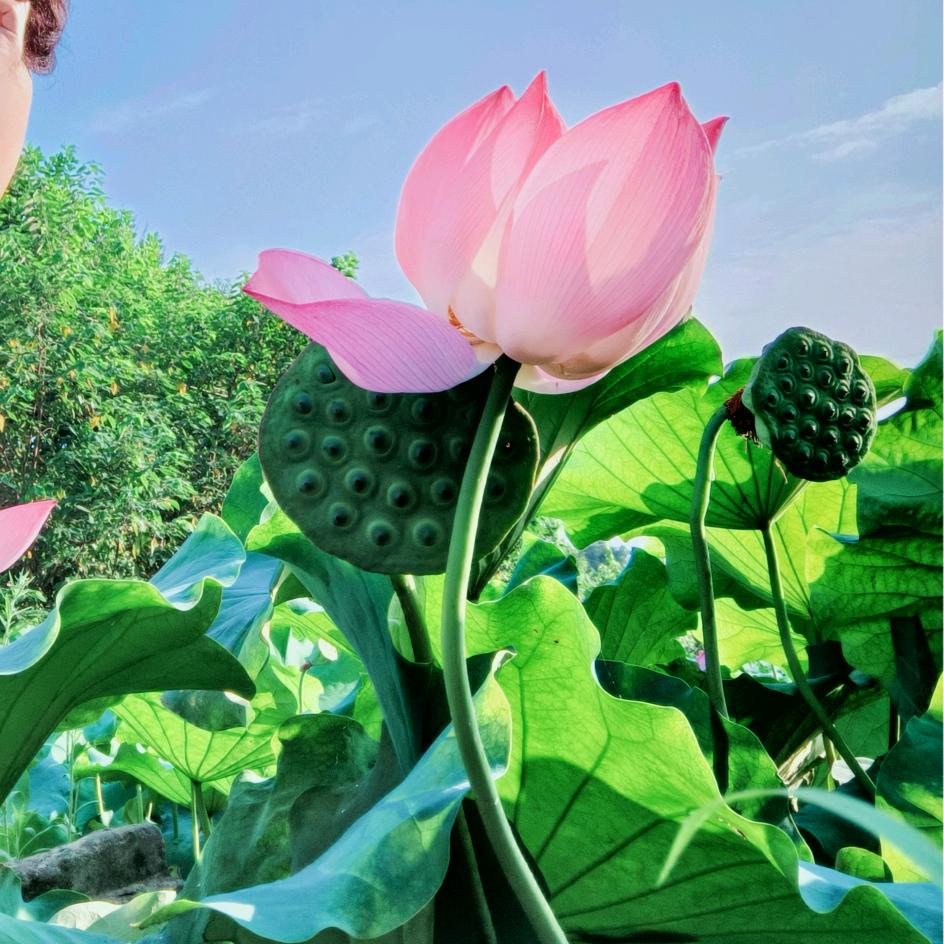 记忆  独家