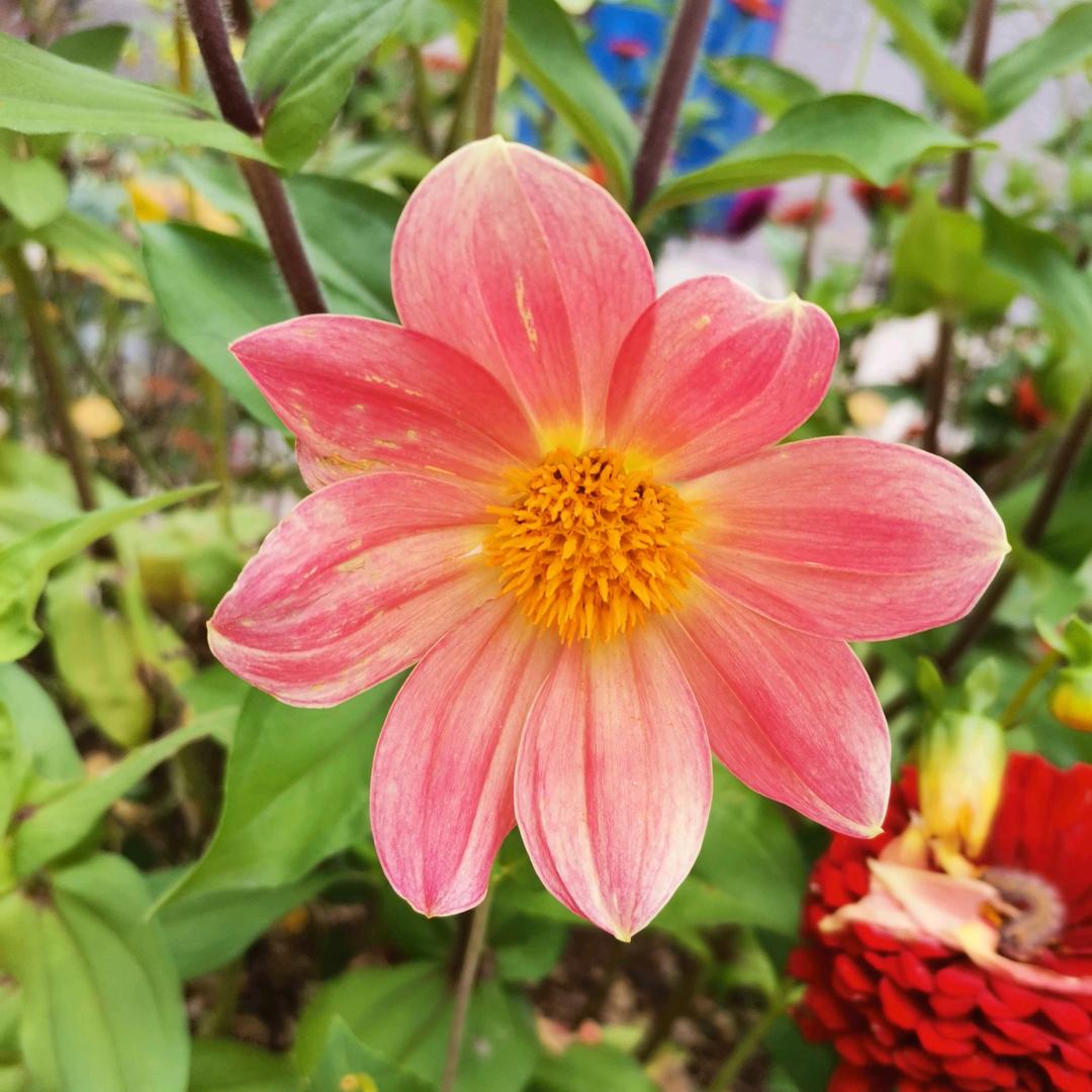 向阳而生🌻🌻🌻头像