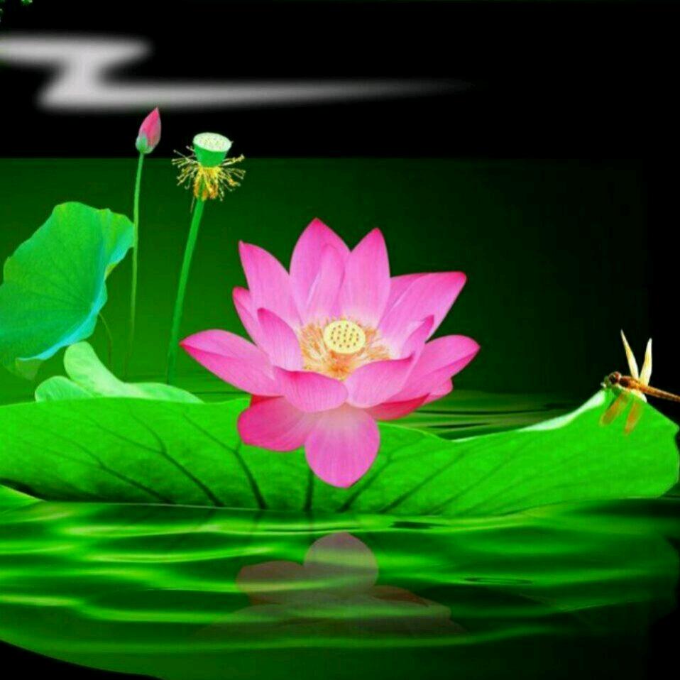 苍穹神鹰【赐福堂】