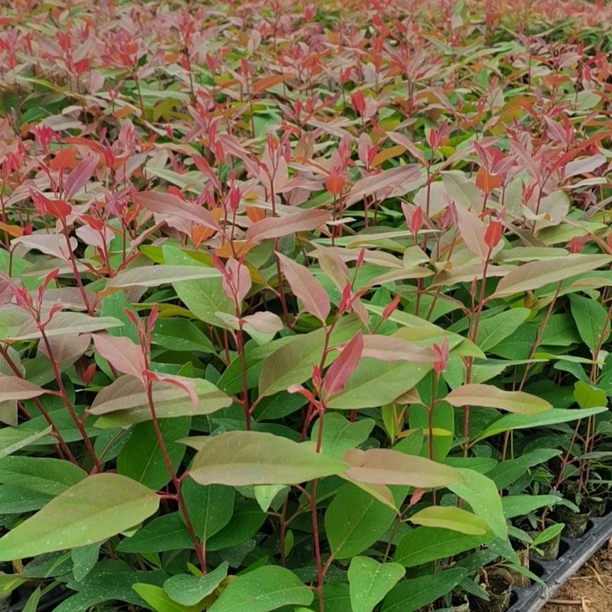 小庭院