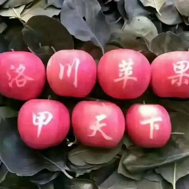 本人代办洛川苹果