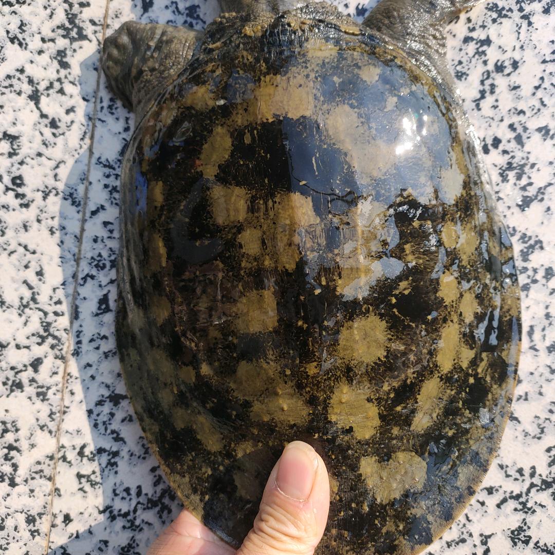 战哥带你秒懂甲鱼
