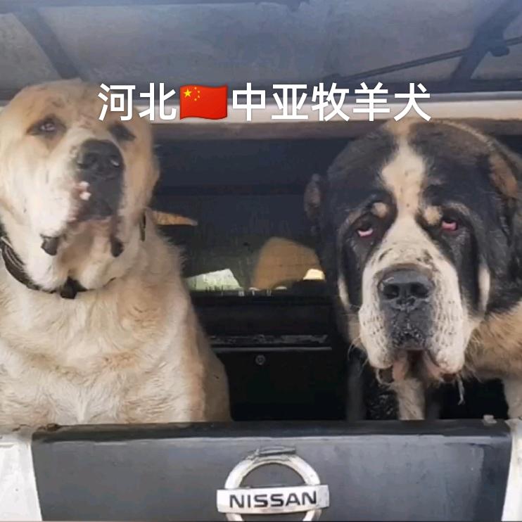 河北中亚牧羊犬①号店