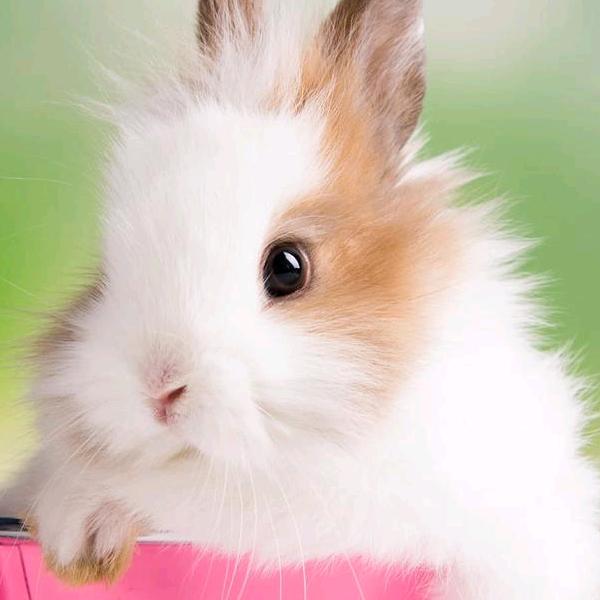 兔乖乖🐇<<拒绝私聊>>